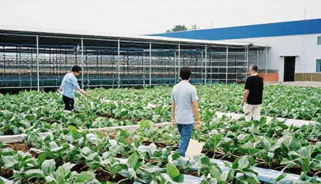 农机服务在种植技术指导中的适用条件及选择依据